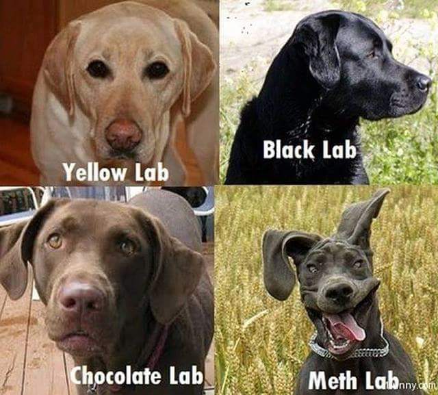 Meth Lab Dog
